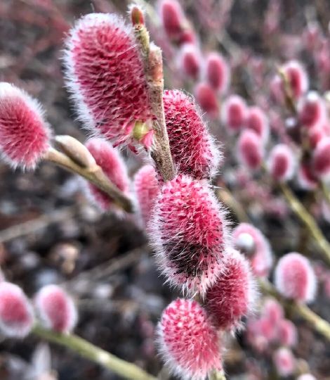 Salix gracilistyla 'Mount Aso' ®